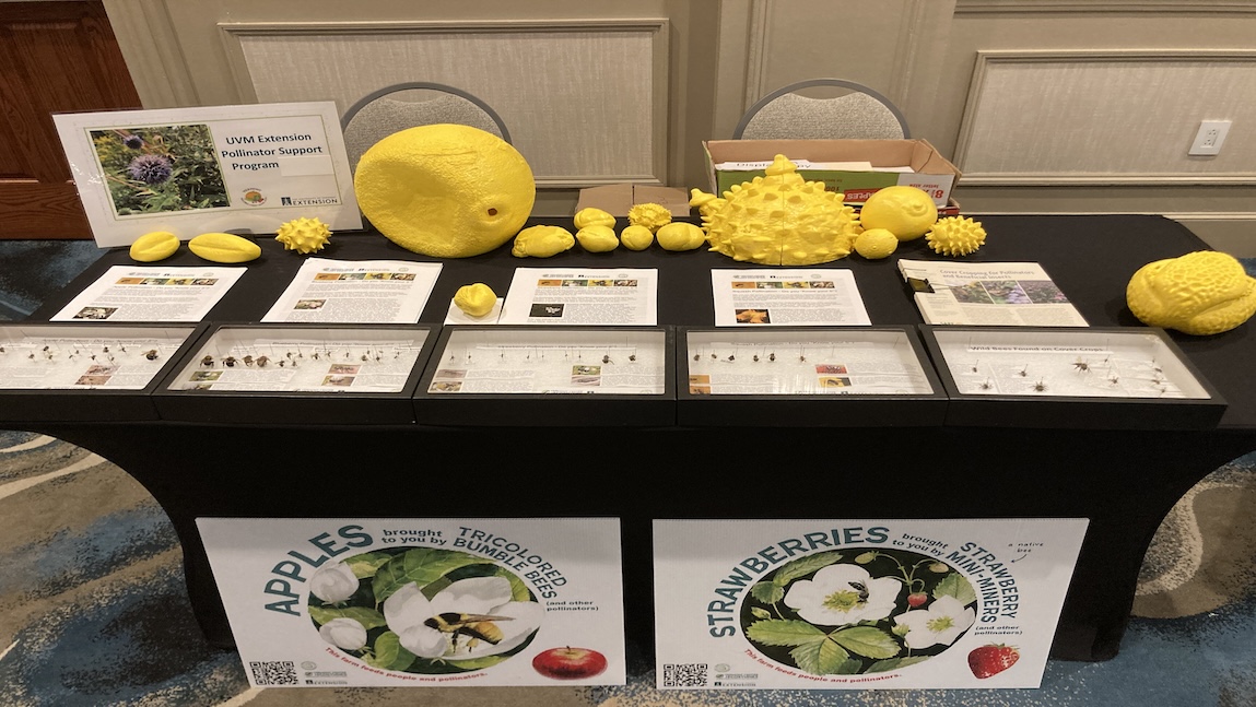 A black table with various yellow pollinator models; some models are spiky, round, or spherical. Two signs below the table say "apples brought to you by tri-colored bumblebees" and "strawberries brought to you by strawberry mini miners."